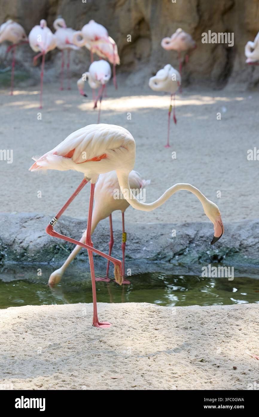 Rosa Flamingos fressen entlang der Küste einer tropischen Lagune. Stockfoto