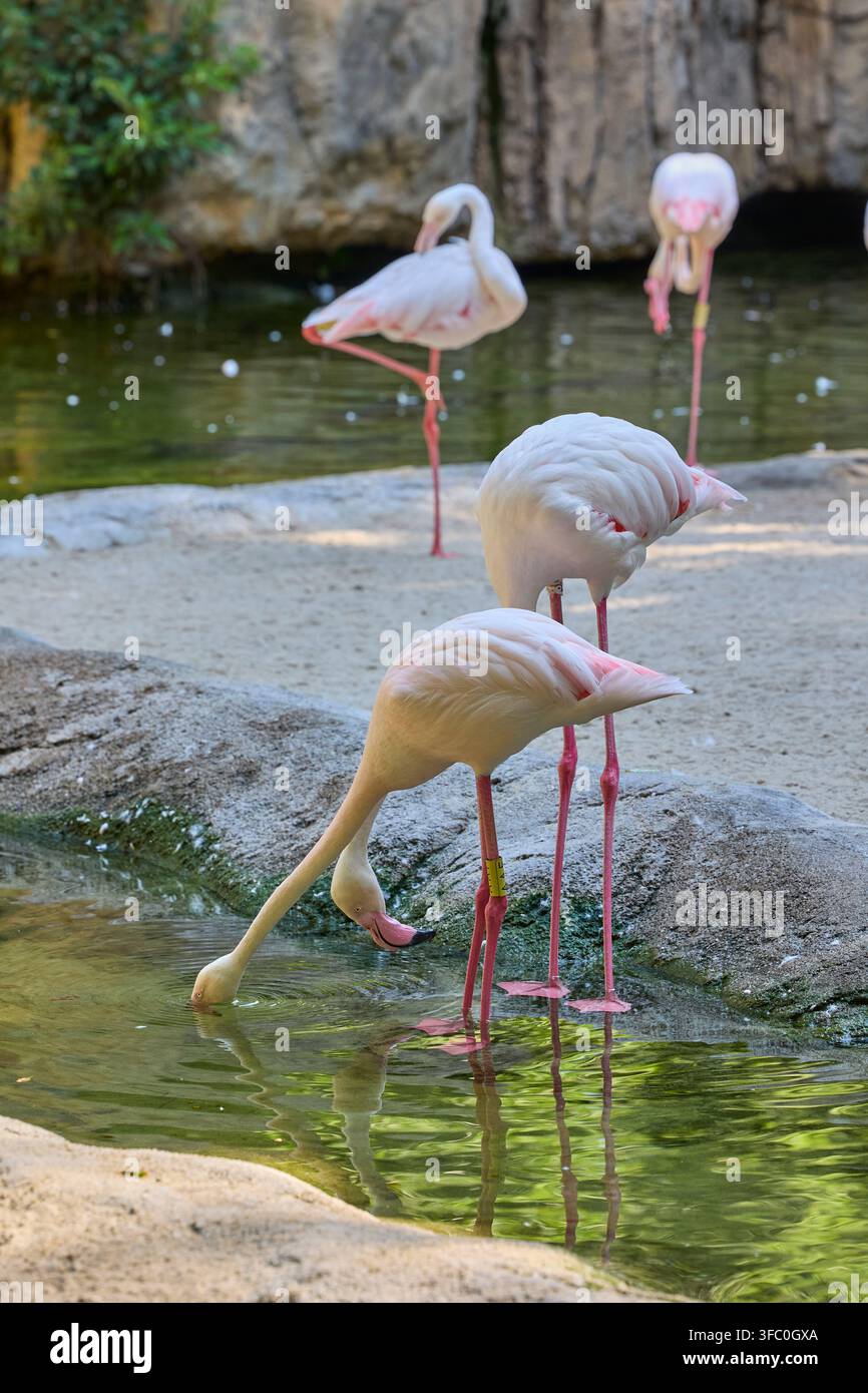 Rosa Flamingos trinken Wasser in ihrem tropischen Lagunenhabitat. Stockfoto