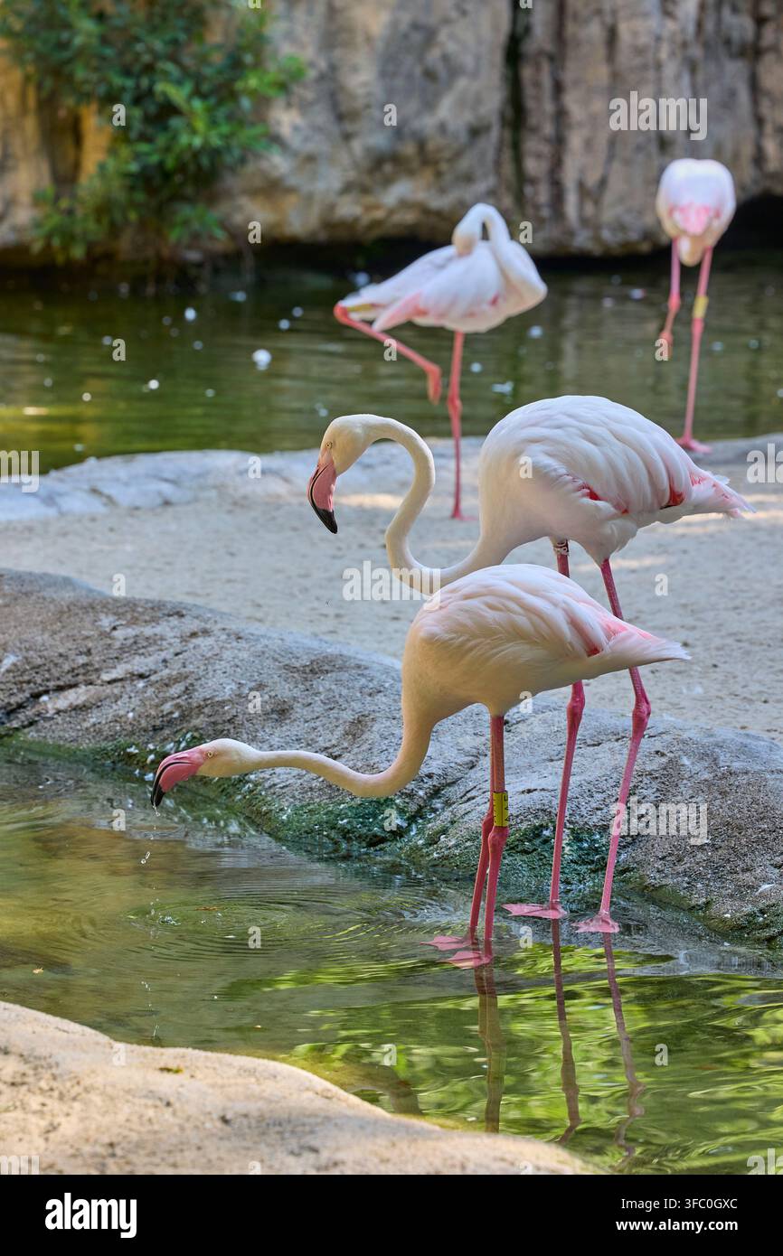 Rosa Flamingos trinken Wasser in ihrem tropischen Lagunenhabitat. Stockfoto