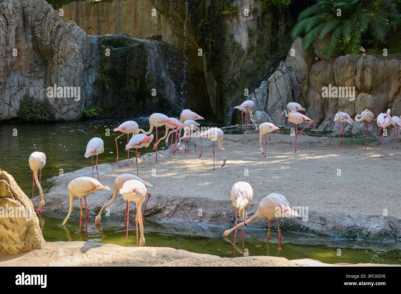 Schwarm rosa Flamingos im tropischen Lagunenhabitat. Stockfoto