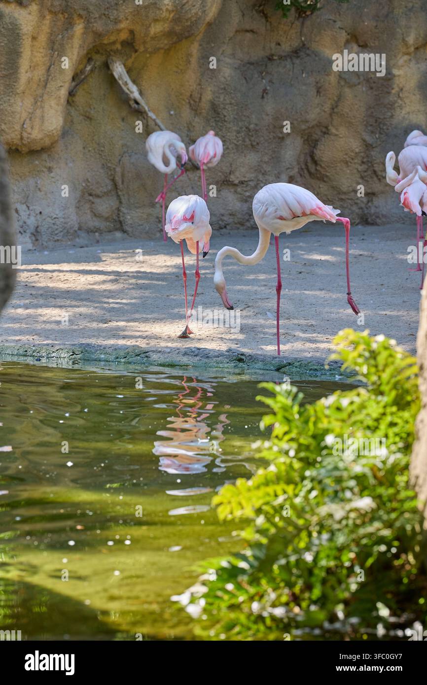 Rosa Flamingos über einer tropischen Lagune, eingerahmt von natürlichen Felsen. Stockfoto