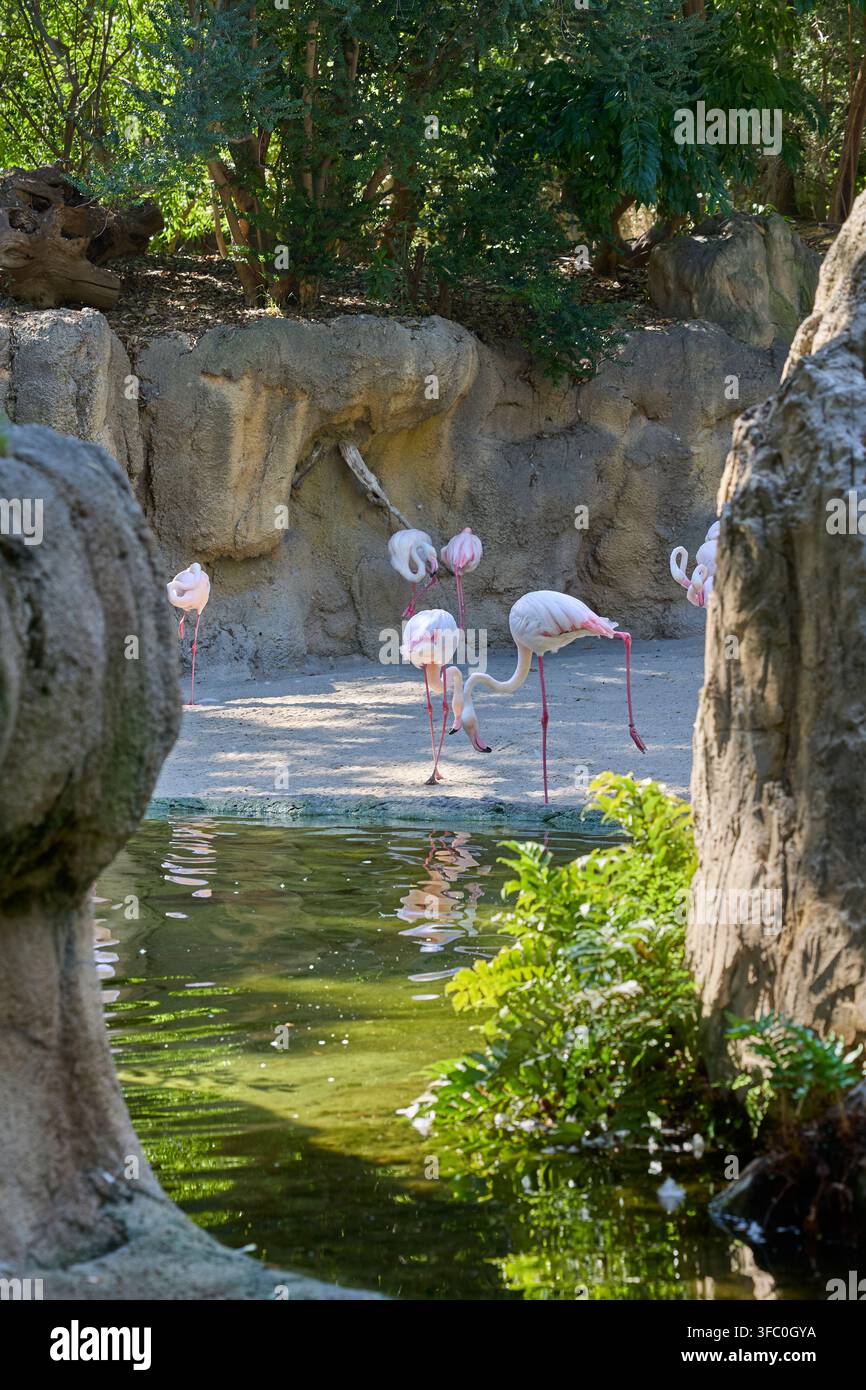 Rosa Flamingos über einer tropischen Lagune, eingerahmt von natürlichen Felsen. Stockfoto