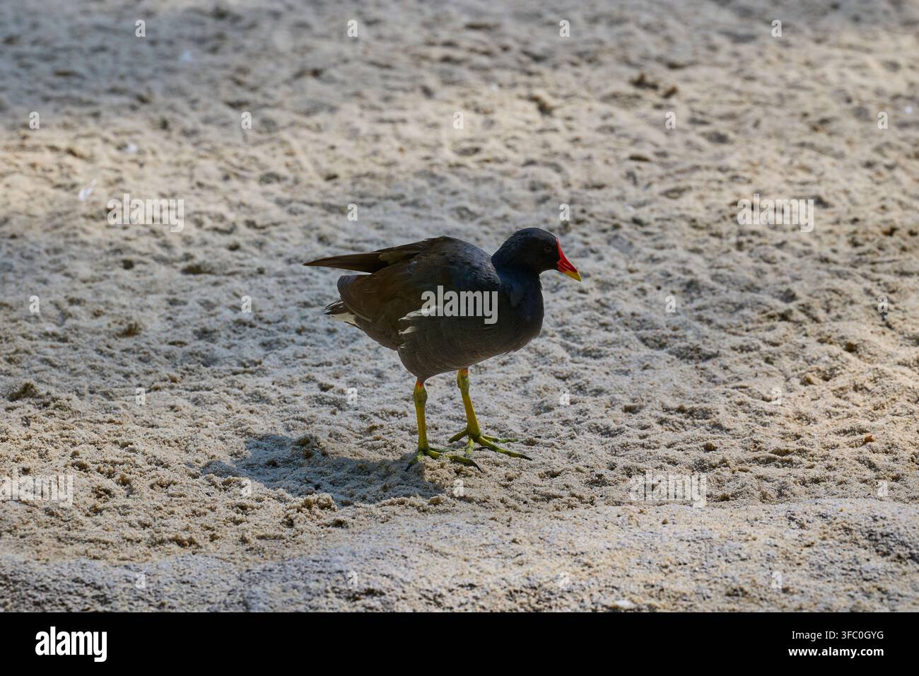 Gemeine Wasseramsel steht auf sandigem Boden in ihrem natürlichen Lebensraum. Stockfoto