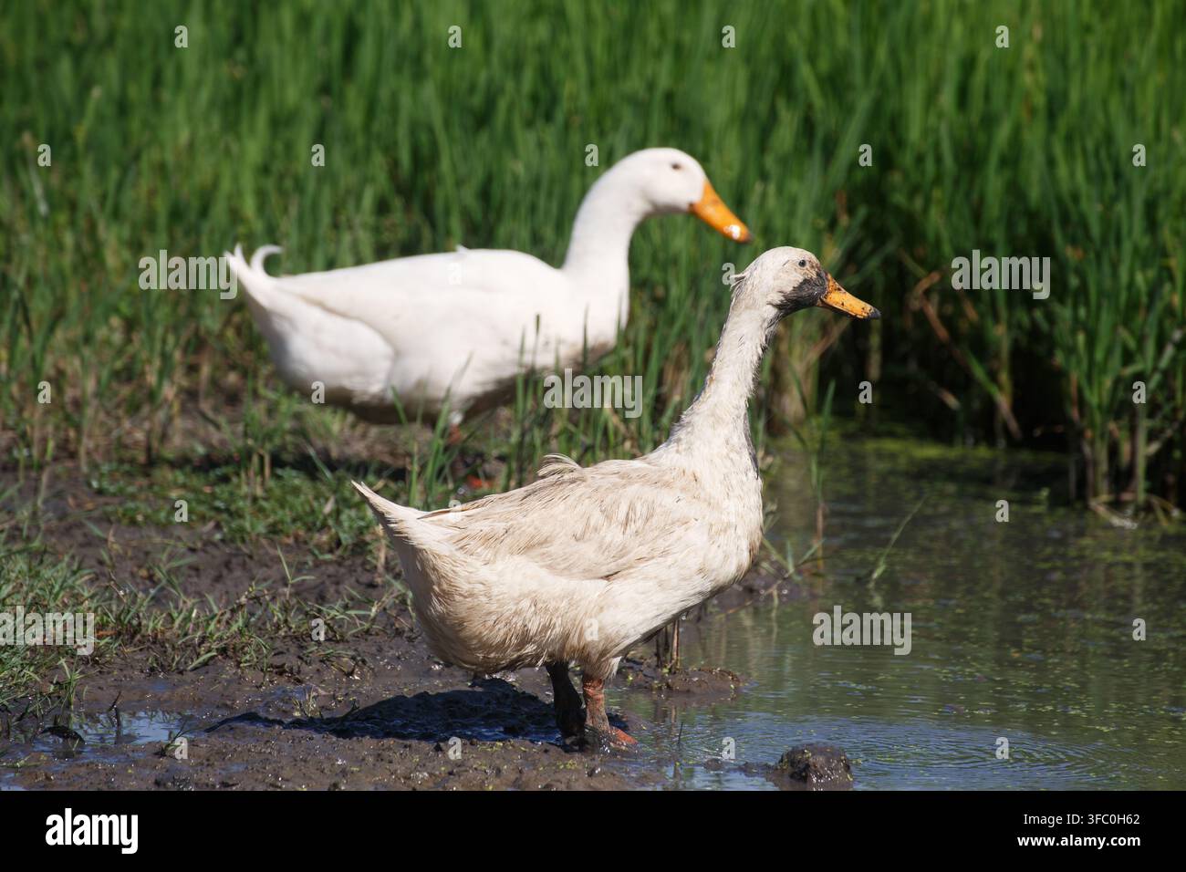 Niedliche weiße Ente auf der Suche nach Nahrung auf nassem Schlammboden in der Reisfeile auf dem Bauernhof. Gesunder domestizierter Entenvogel im Bauerndorf bei der Zucht Stockfoto