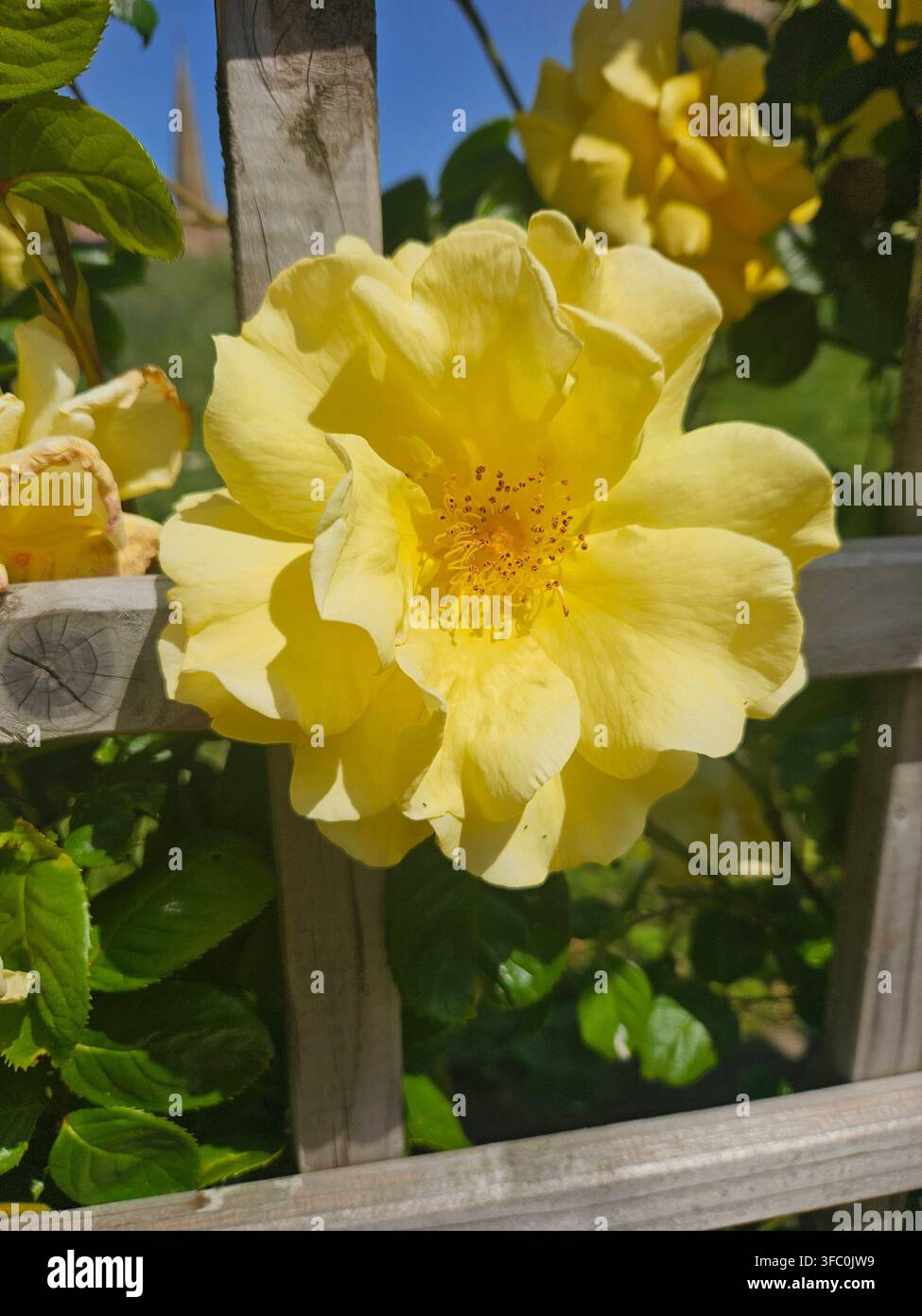 Blassgelbe Kletterrose blüht an einem Holzzaun in einem englischen Landhausgarten Stockfoto