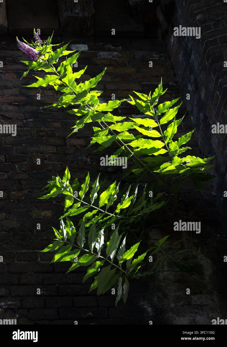 Nahaufnahme von kleinem sonnenbeschienenen Schmetterlingsstrauch (Buddleja), der an einer schattigen Wand wächst Stockfoto