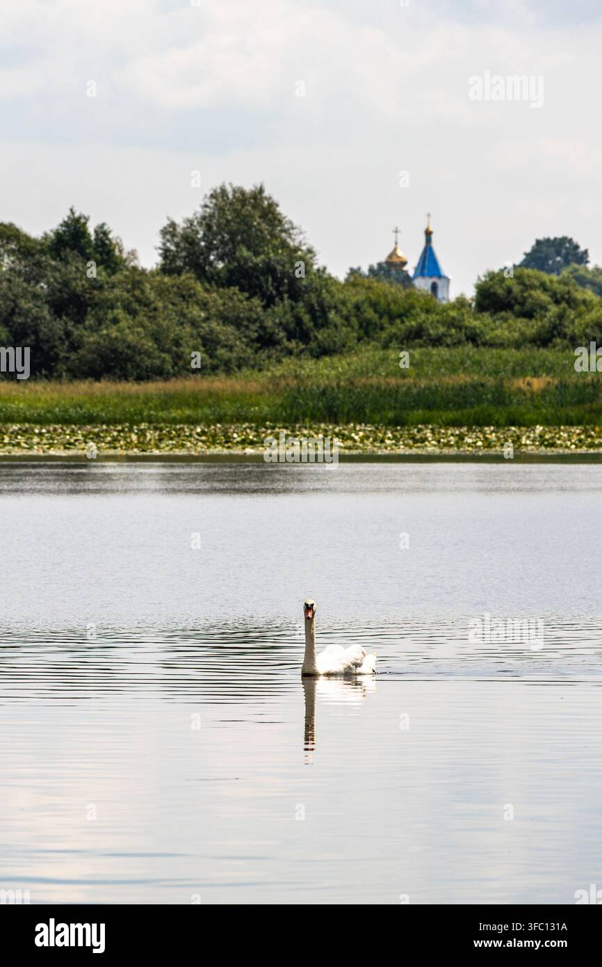 Anmutiger Schwan gleitet über einen weiten friedlichen See mit sanften Sommerreflexionen und offenem Kopierraum. Klare Komposition Stockfoto