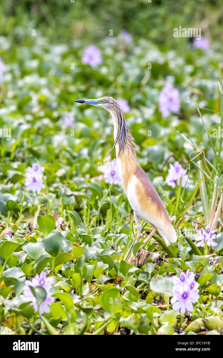 Squacco-Haarich, Ardeola ralloides, am Ufer des Edward-Sees, Queen-Elizabeth-Nationalpark, Uganda, mit einem Hintergrund aus violetter Wasserhyazinthe Stockfoto