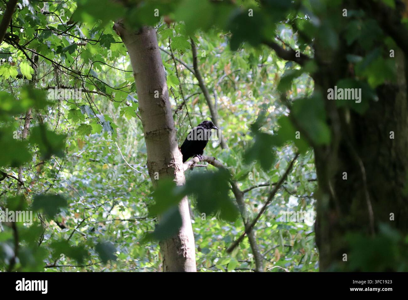 Ruhende Krähe im Wald Stockfoto