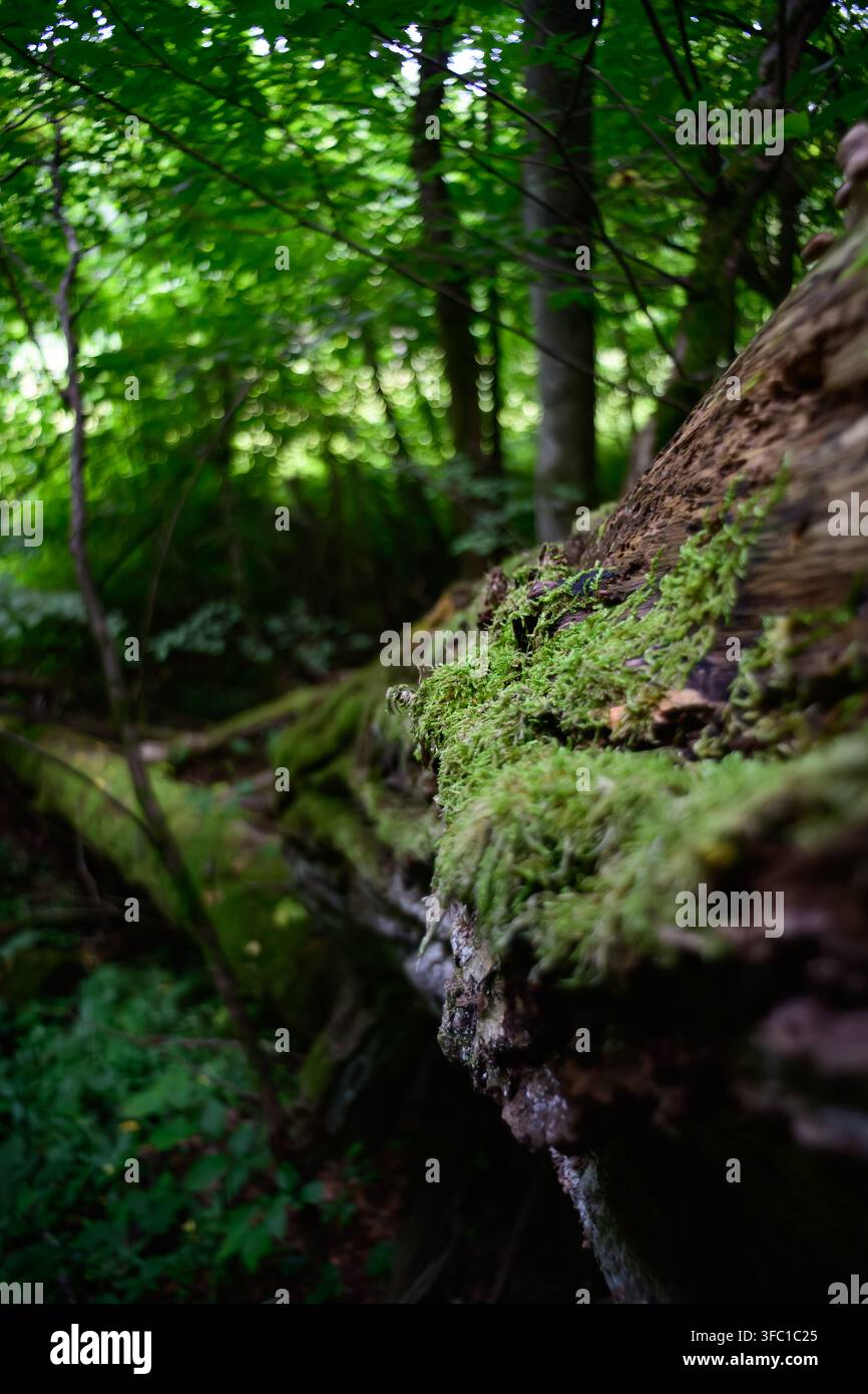 Eine detaillierte Nahaufnahme von leuchtend grünem Moos, das an der verrottenden Rinde eines umgestürzten Baumstamms in einem dichten, grünen Wald haftet. Der Hintergrund zeigt Stockfoto