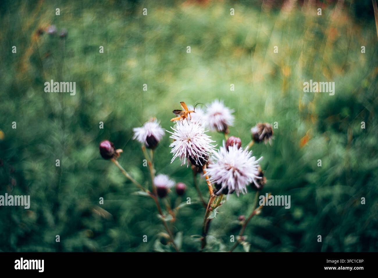Eine Makroaufnahme eines lebhaft orangefarbenen Soldatenkäfers, der zart auf einer stacheligen, hellvioletten Distelblüte sitzt. Der Hintergrund zeigt einen weichen Bokeh-Effekt Stockfoto