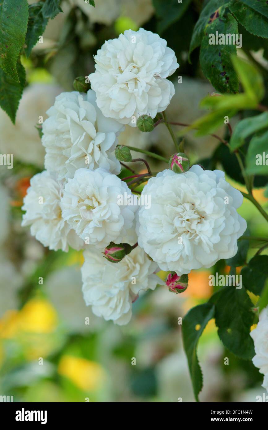 Kletternde Rose, Rosa Felicite Perpetue, 'Félicité Perpétue', auch genannt Kletternde Kleine Weiße Blüte, historische kletternde Rose mit cremeweißen Blüten Stockfoto