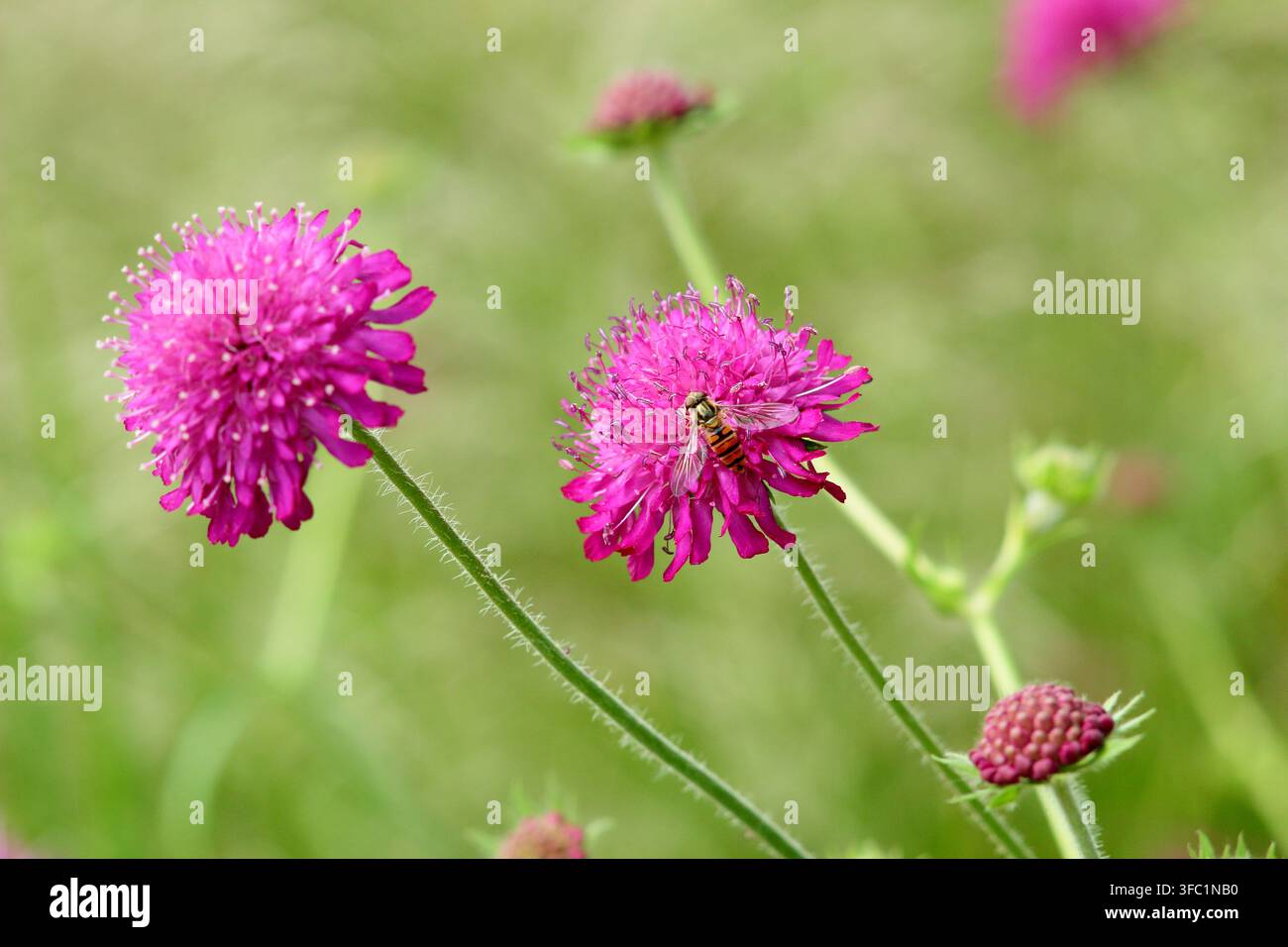 Knautia macedonica 'Red Knight', Makedonische Skabiosa mit einem Schwebfliegen-Bestäuber, Blüte im Sommer Stockfoto