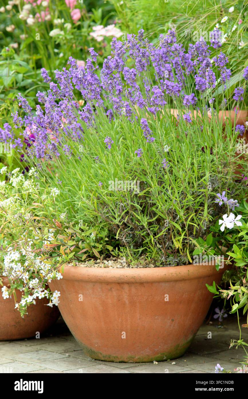 Lavendel, der in einem Behälter wächst. Lavandula angustifolia, englischer Lavendel blüht in einem Topf in einem englischen Garten Stockfoto
