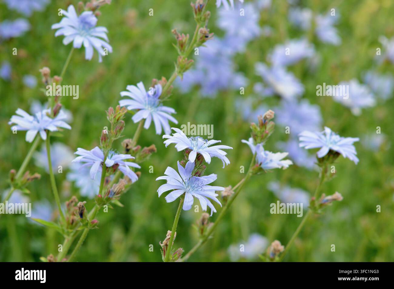 Blaue Blüten von Chicorée, Cichorium intybus, die in einem englischen Garten wachsen Stockfoto