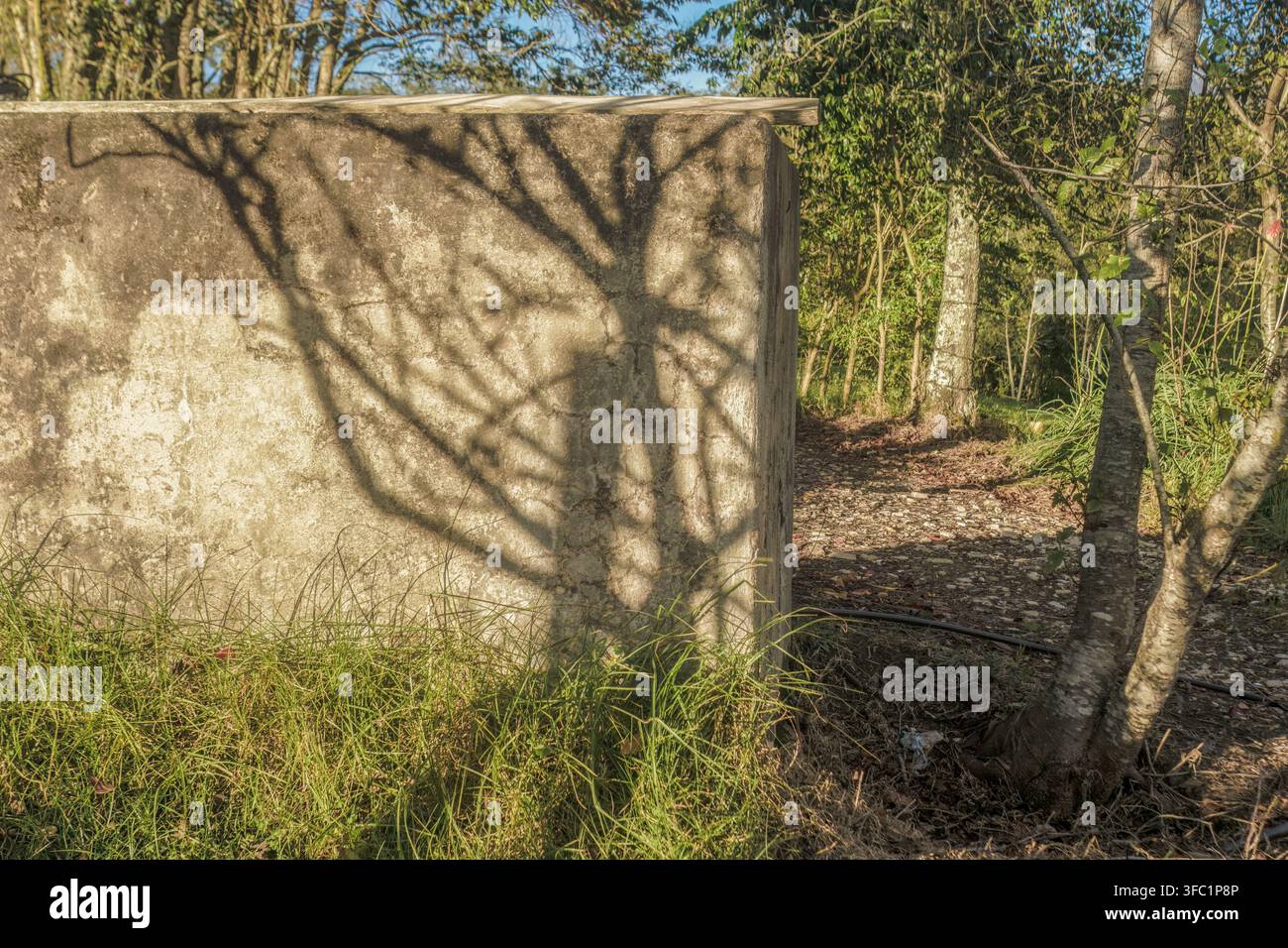 Das Licht der untergehenden Sonne wirft den Schatten der Bäume auf die Betonwand eines Wassertanks auf einer Farm in den östlichen Anden Stockfoto
