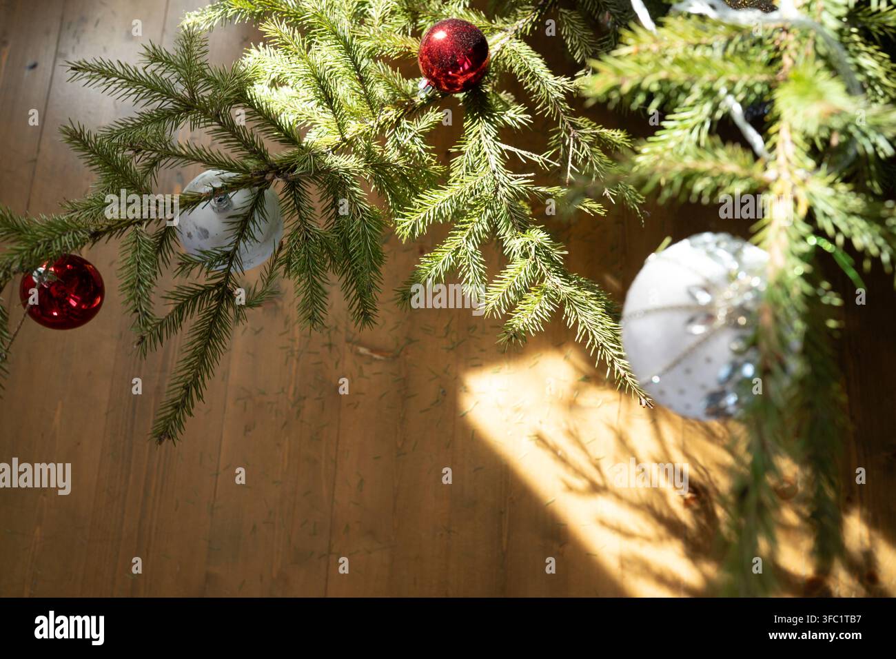 Tannenzweige mit roten und weißen Weihnachtskugeln, die von hellem Wintersonnenlicht auf Holzfußboden beleuchtet werden. Festliche Urlaubsstimmung mit Kopierraum Stockfoto