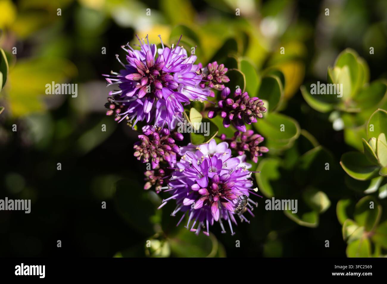 Makrofotografie einer einheimischen australischen Biene, die an lila Hebe-Blumen im Blue Mountains Botanic Garden, Mount Tomah, NSW, Australien, forscht. Stockfoto