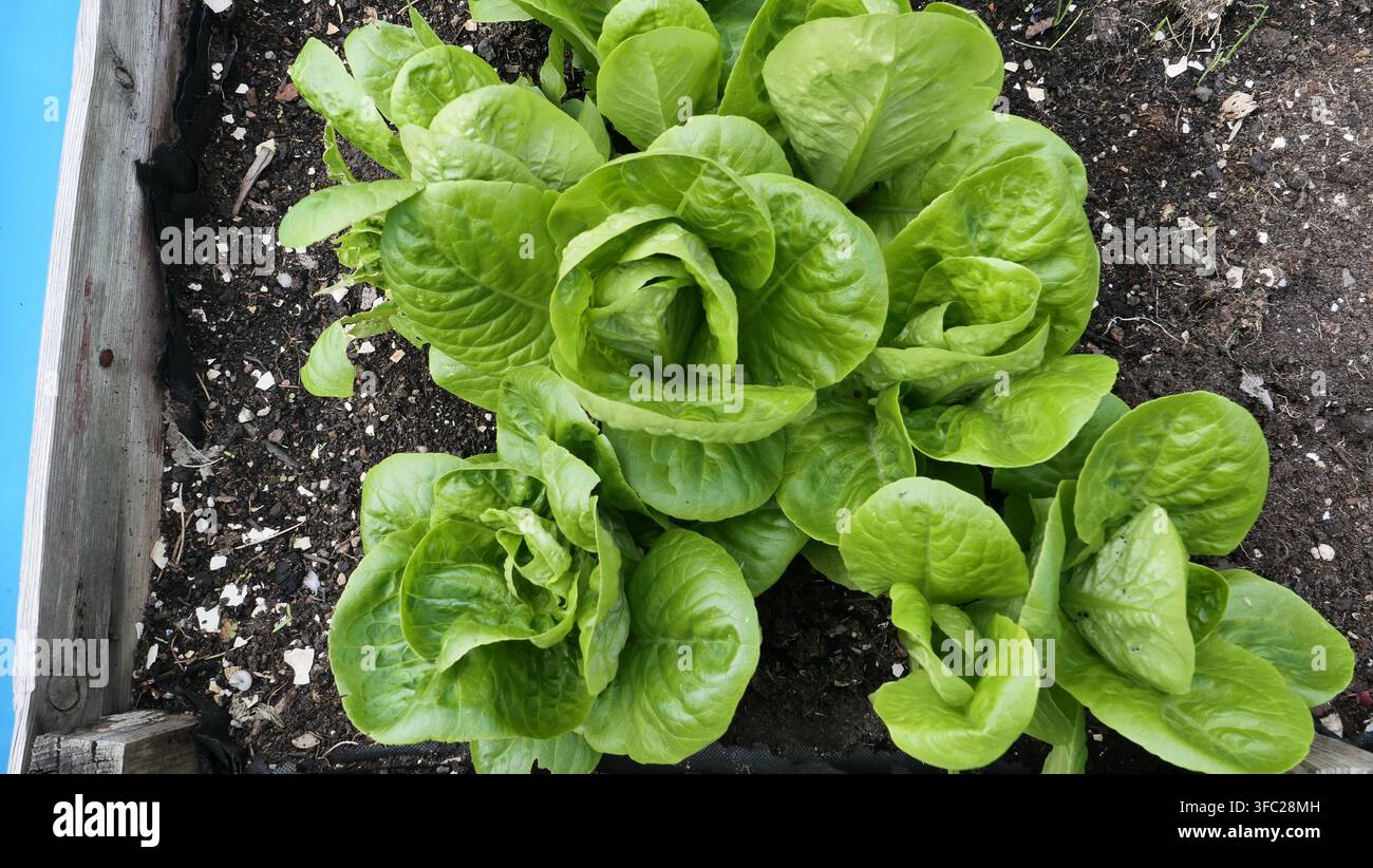Nahaufnahme von selbst gezogener Rom Salat Stockfoto