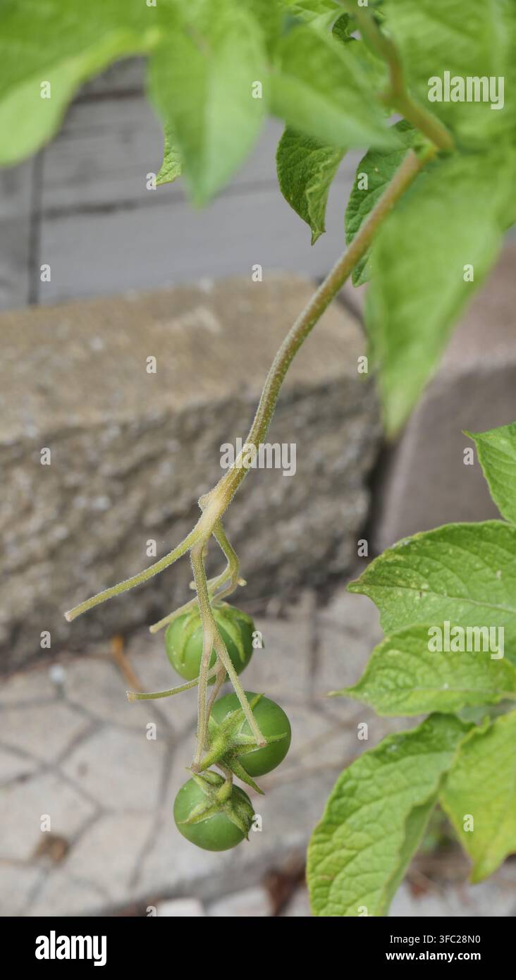 Tomaten-Ike-Früchte an einer Kartoffelpflanze Stockfoto