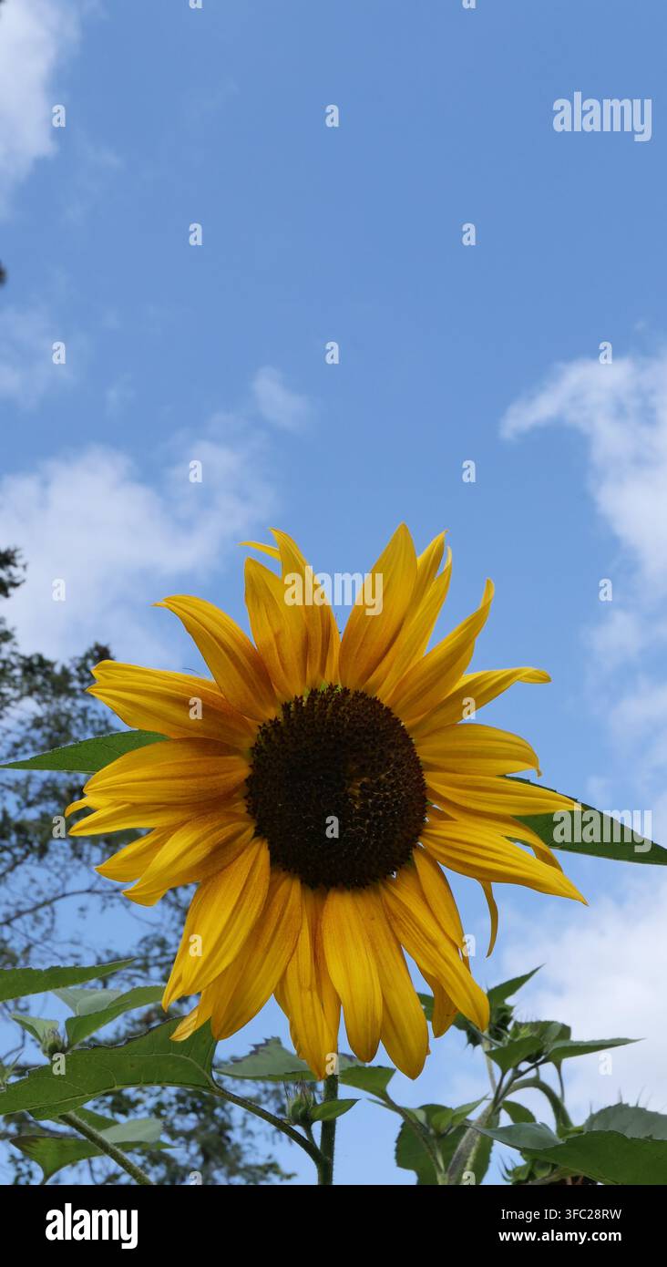 Ein gelber Sonnenblumenblüte vor blauem Himmel, Porträtformat-Bild Stockfoto