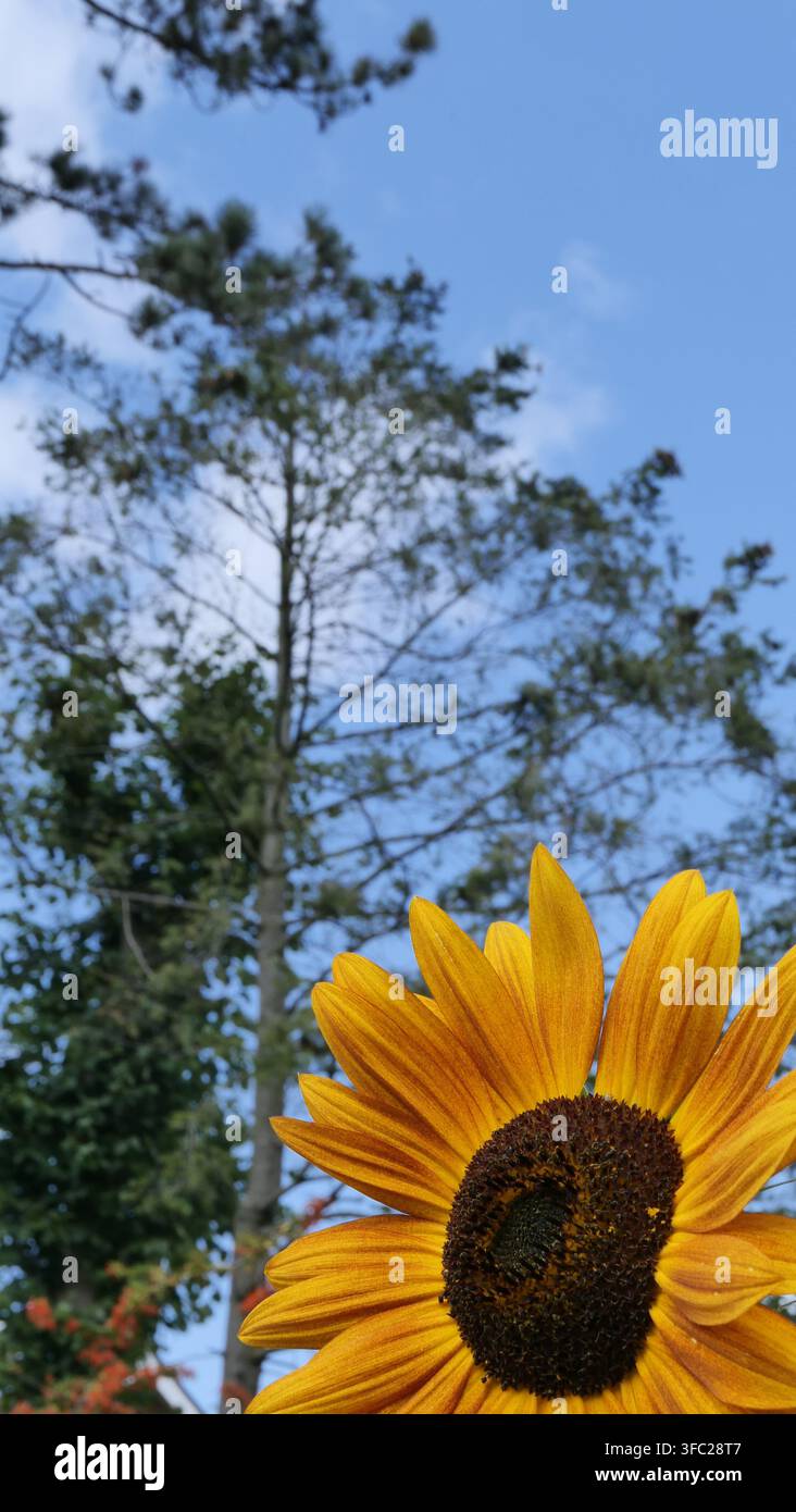 Ein gelber Sonnenblumenblüte vor blauem Himmel, Porträtformat-Bild Stockfoto