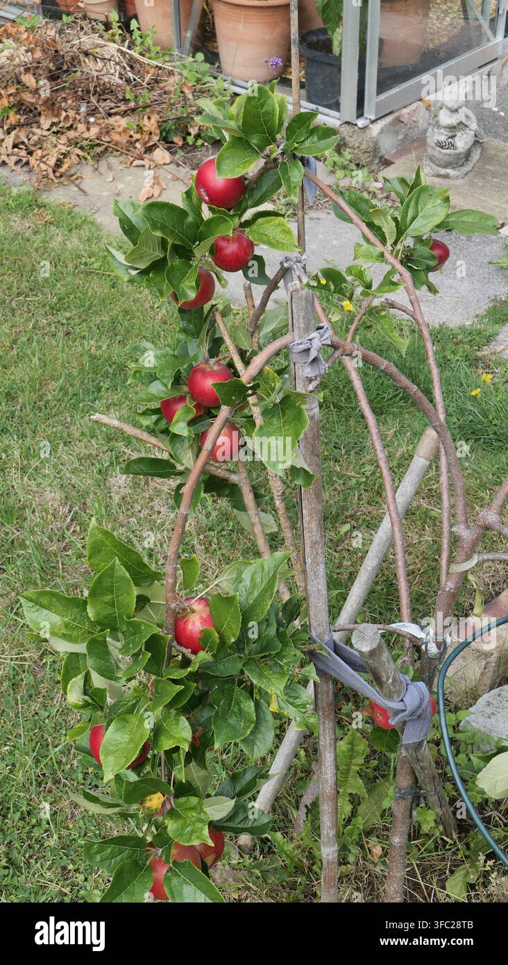Äpfel, die an einem Baum in einem englischen Cottage-Garten wachsen Stockfoto