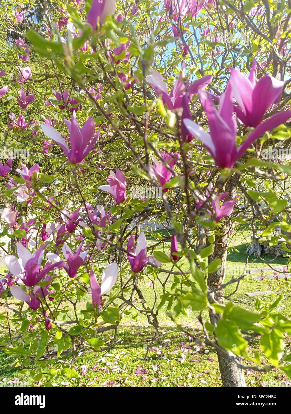 Rosa Magnolienblüten Nahaufnahme Frühlingsblüte Weichfokus Natur - Smartphone-aufgenommenes Stockfoto