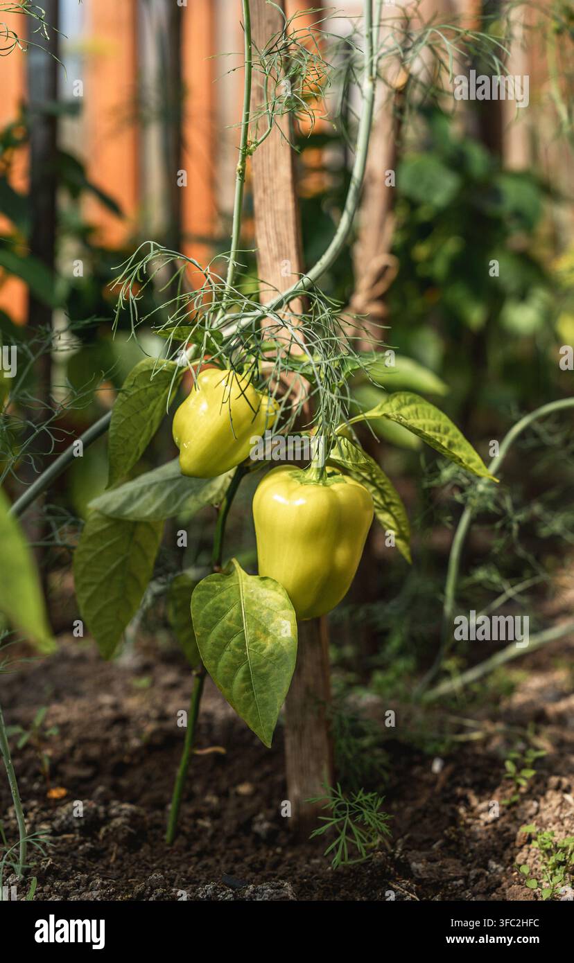 Unreife Paprika reifen an einer Pflanze in einem Garten und zeigen natürliches Wachstum und den Anbau von frischen Bio-Lebensmitteln Stockfoto