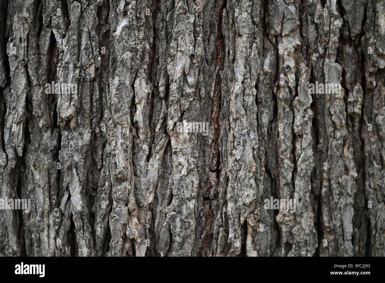 Baumrinde aus der Nähe. Stockfoto
