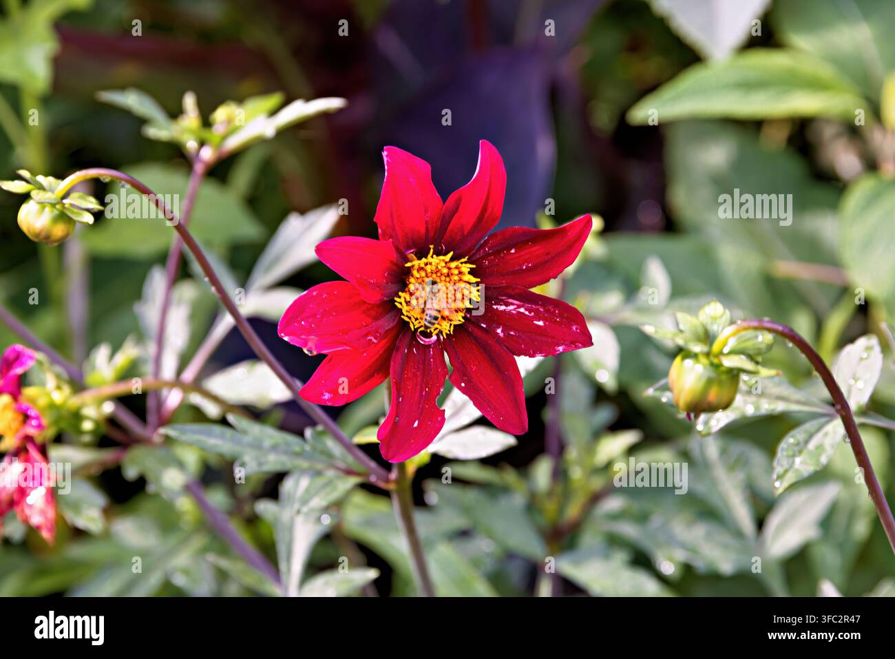 Biene bestäubt dunkelrote Dahlienblüte in Blüte, Frankreich Stockfoto
