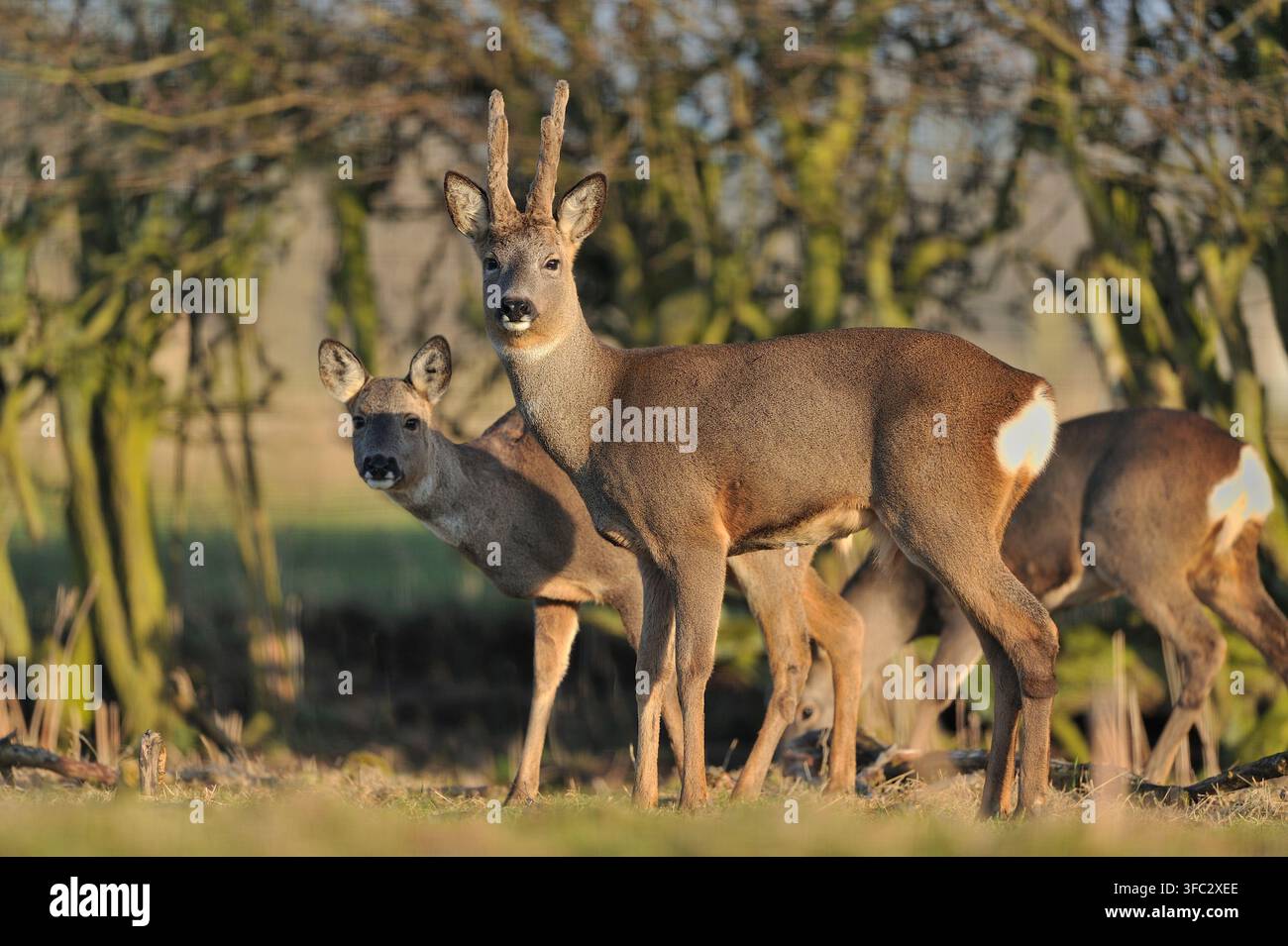 Hirschfamilie (Capreolus capreolus) im Abendlicht am Rand eines Grasfeldes mit Hecke im Hintergrund fotografiert. Stockfoto