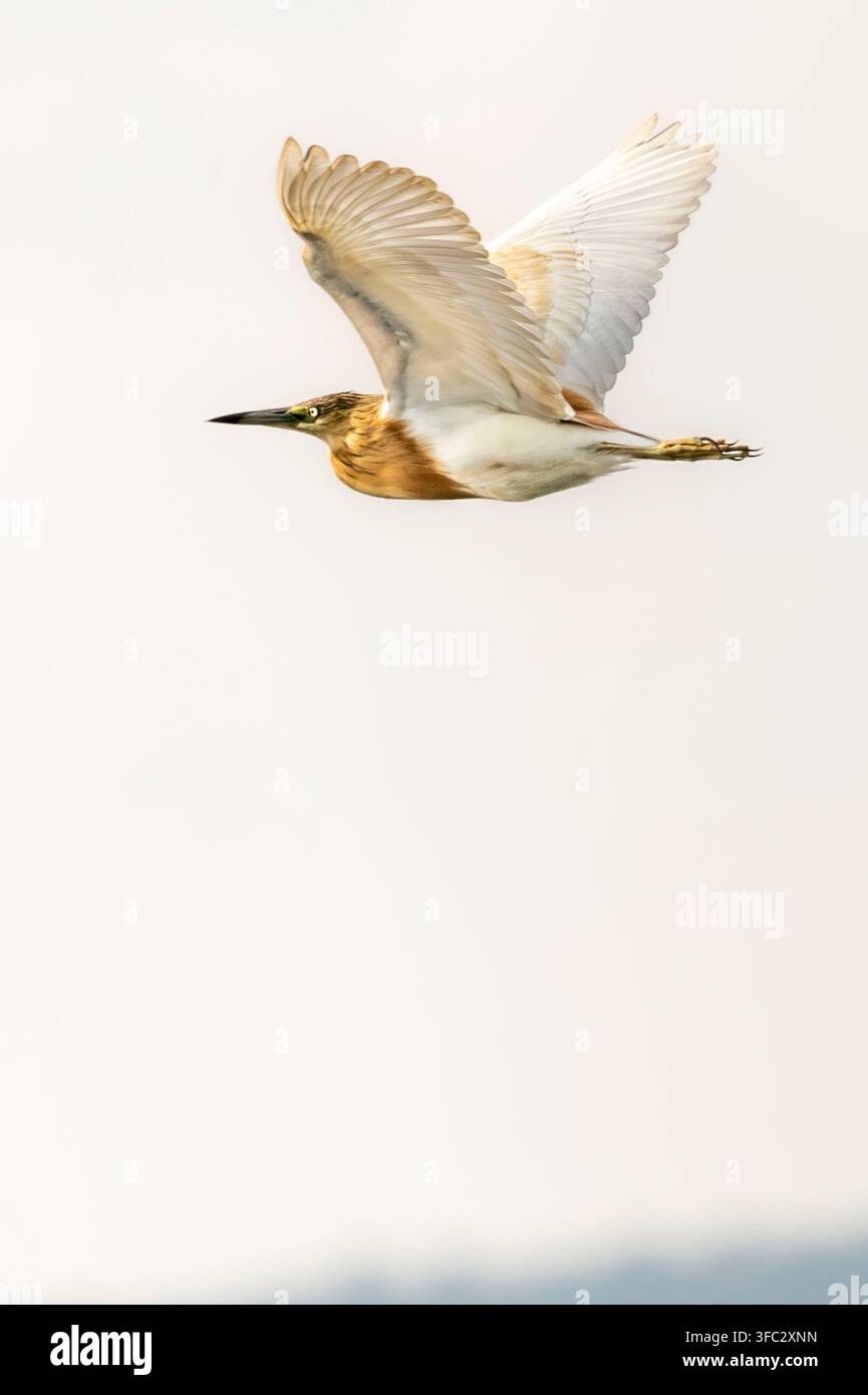 Ruanda, Großseenregion, Ostprovinz, Akagera-Nationalpark, Grauschwalbchen (Ardeola ralloides) im Flug Stockfoto