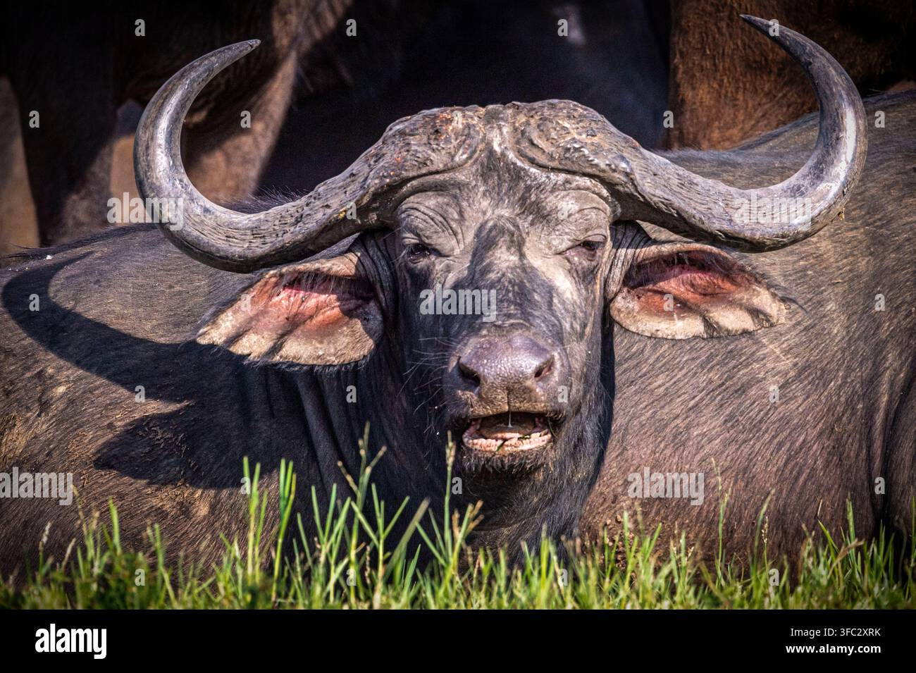 Ruanda, Großer Seenbezirk, Ostprovinz, Akagera-Nationalpark, eine Herde afrikanischer Büffel, auch bekannt als schwarze Savannenbüffel oder großer schwarzer Savannenbüffel (Syncerus caffer), am Ufer des Lake Ihema Stockfoto