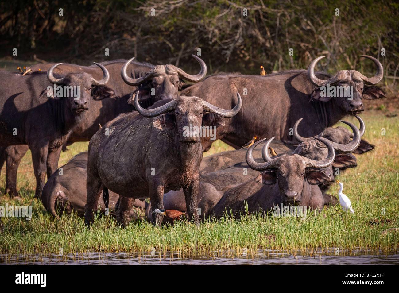 Ruanda, Großer Seenbezirk, Ostprovinz, Akagera-Nationalpark, eine Herde afrikanischer Büffel, auch bekannt als schwarze Savannenbüffel oder großer schwarzer Savannenbüffel (Syncerus caffer), am Ufer des Lake Ihema Stockfoto