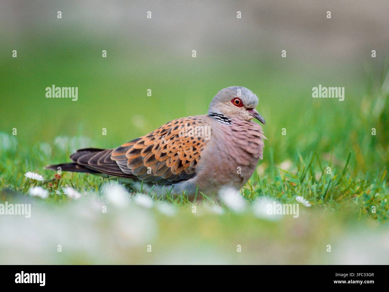 Turteltaube (Streptopelia turtur) Zugvogel, der auf einer Wiese in St Kilda, Schottland, im Juni vom Kurs abgekommen ist Stockfoto