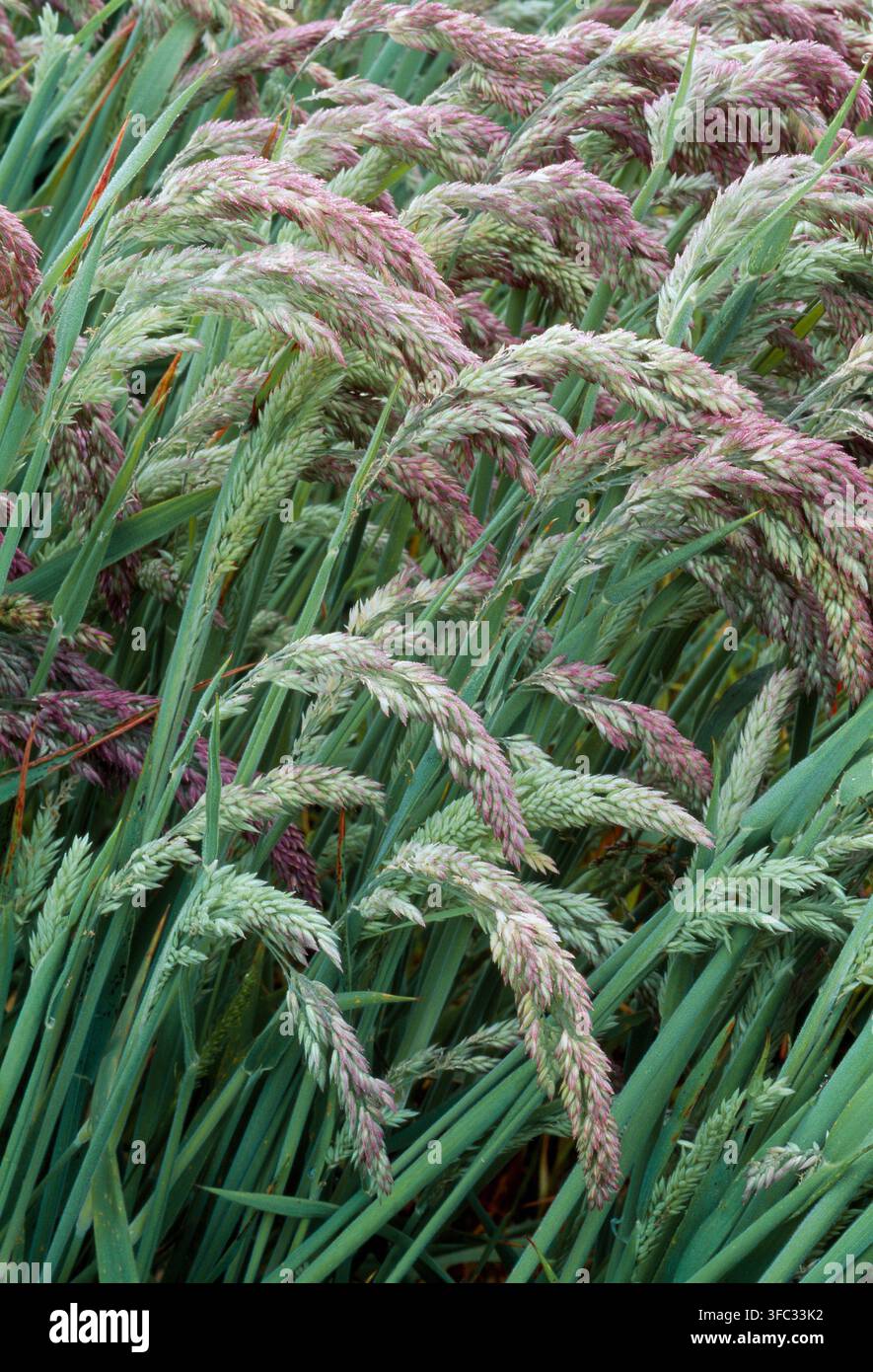 Yorkshire-Fog-Gras (Holcus lanatus) Massen von blühenden Pflanzen, die auf dem stillgelegten Ackerland in Berwickshire, Schottland, im Juni wachsen Stockfoto