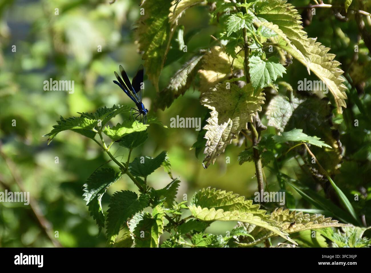 Damselfly Stockfoto