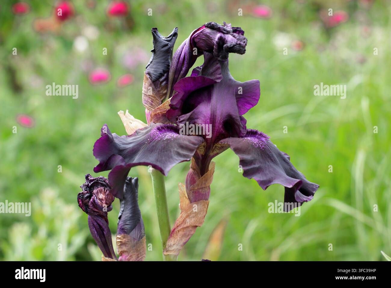 Hohe bärtige Iris germanica 'Superstition' mit tiefvioletten Blüten Stockfoto