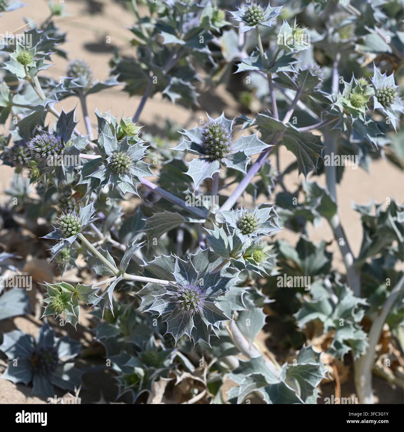 Stachelige blaue Blüten der echten Meermelde, Eryngium maritimum, die in der Sanddüne in Calais, Frankreich, im Juli wachsen Stockfoto
