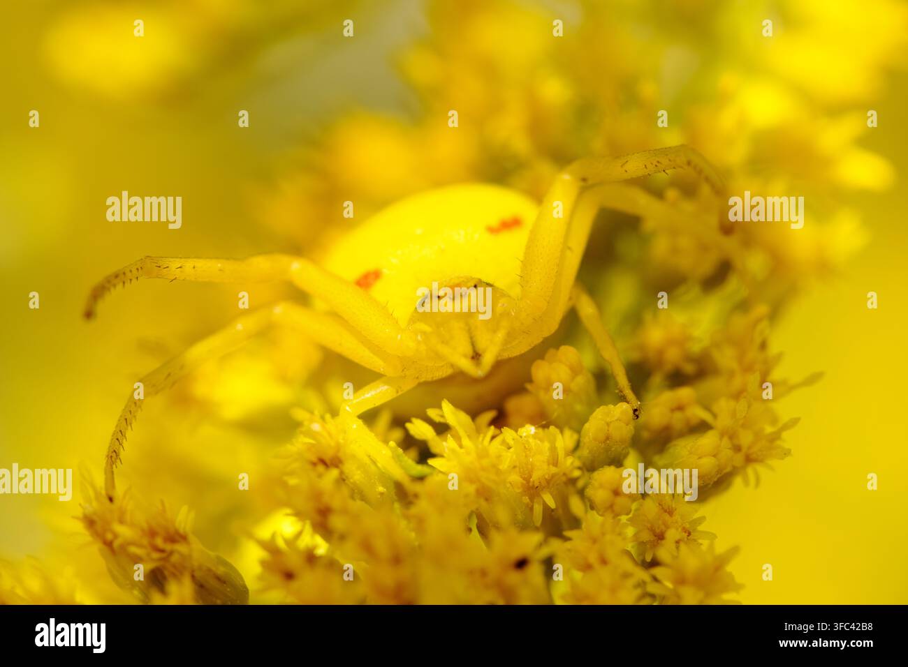 Gelbe Krabbenspinner auf einer leuchtend gelben Blume getarnt. Extreme Makrofotografie Stockfoto