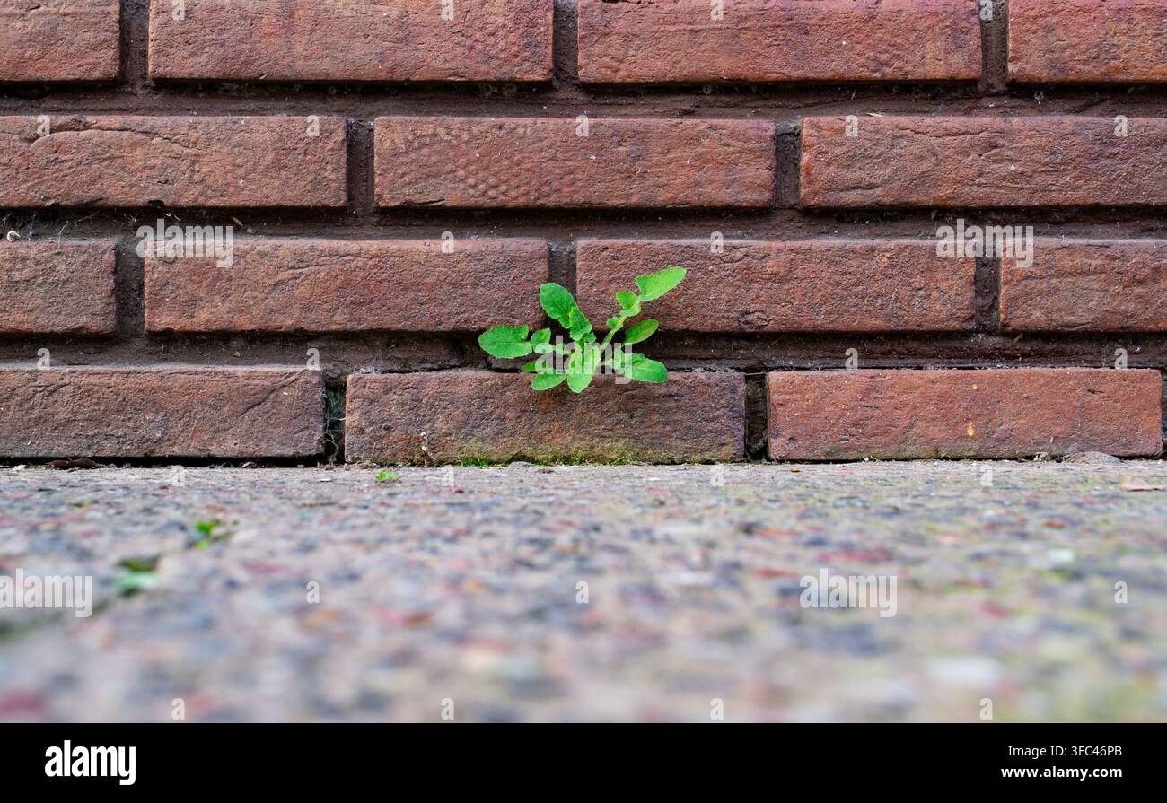 Nahaufnahme eines kleinen, widerstandsfähigen Wildpflanzen, die durch den Mörtel zwischen roten Ziegelsteinen in einer alten Mauer sprießt. Scharfer Fokus auf das grüne Blatt Stockfoto