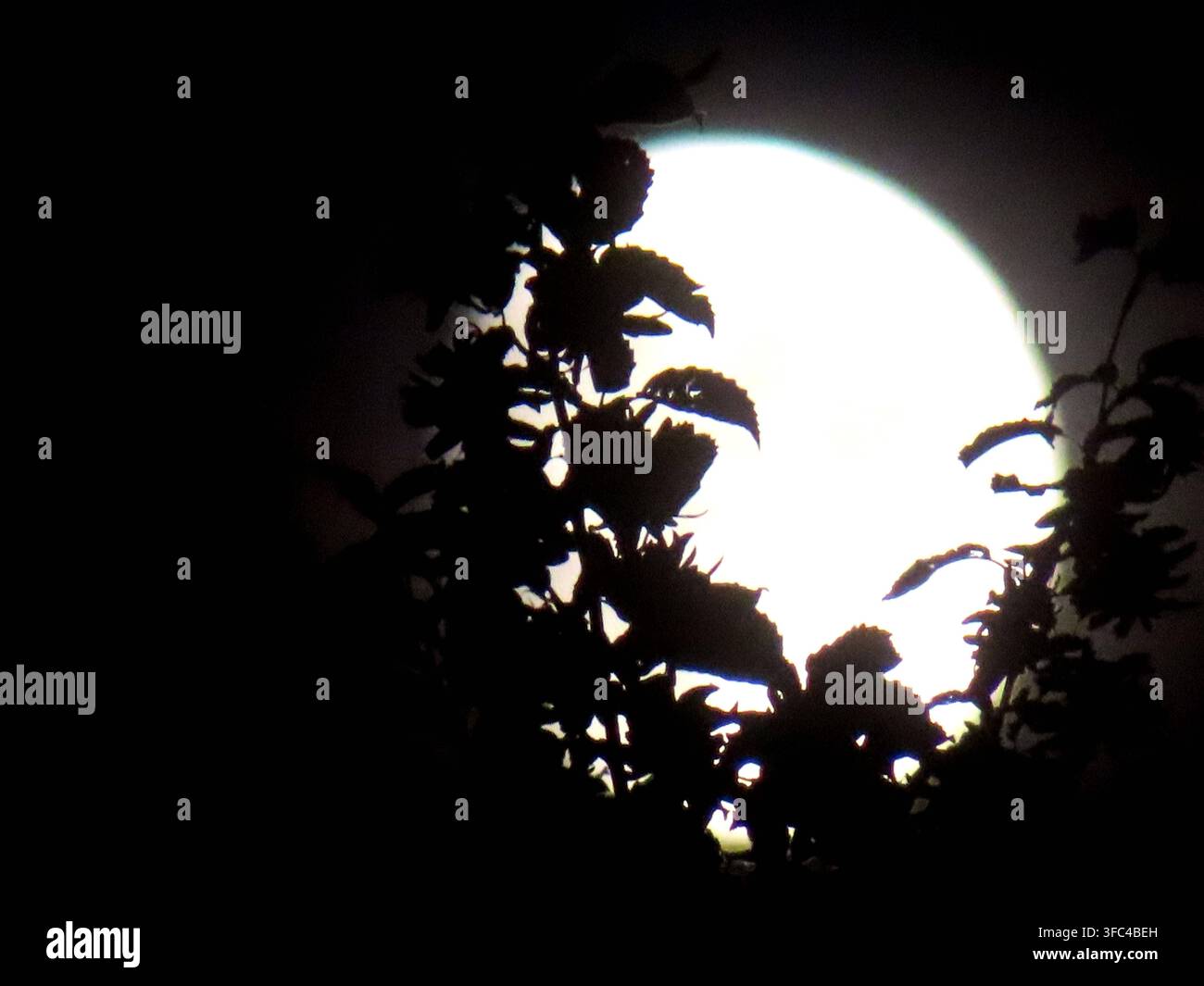 der Mond lässt sein fahles Licht durch das Blattwerk der Bäume gleiten Mondlicht hinter Bäumen Stockfoto