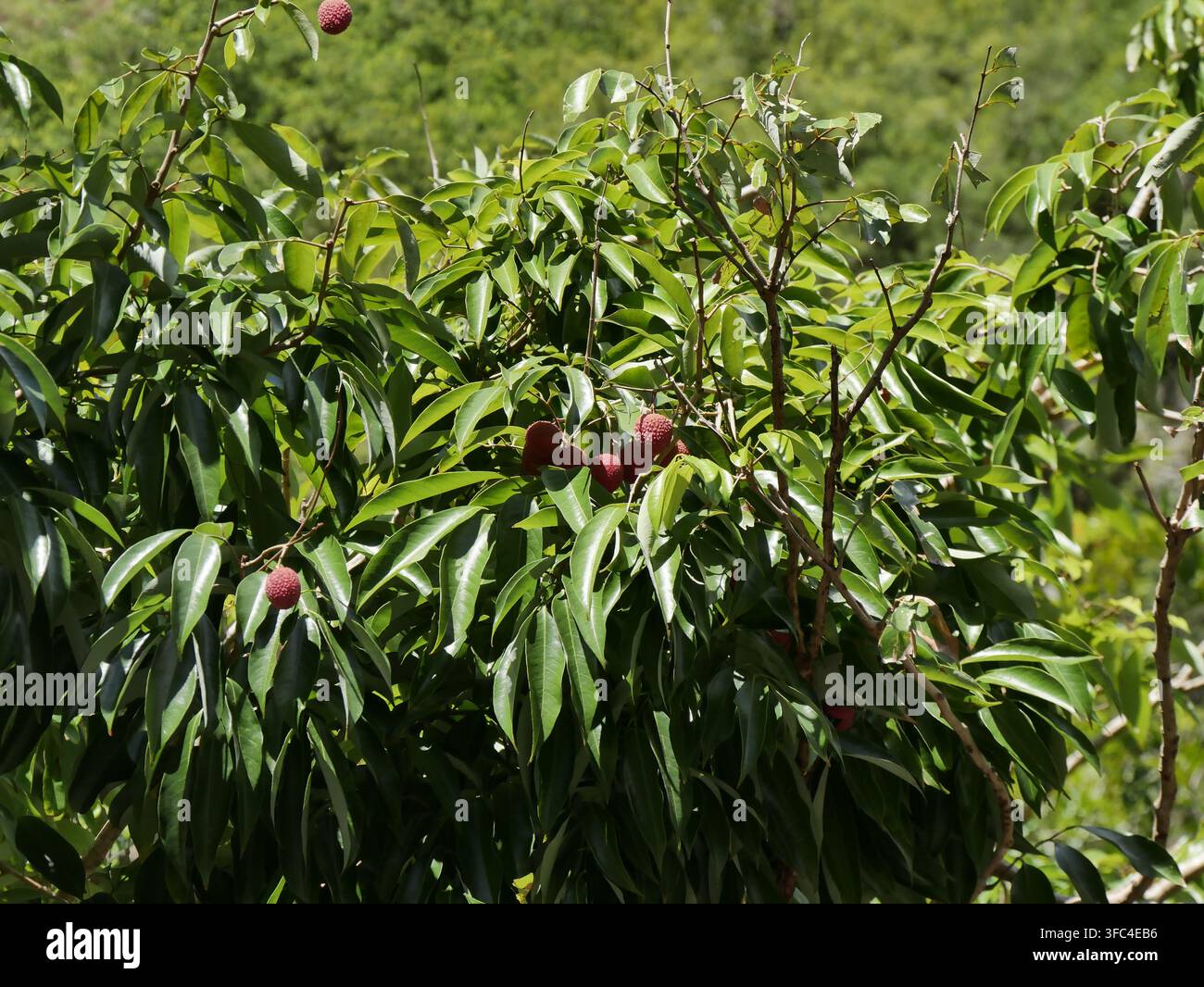 Baumäste mit üppigem Laub und einigen Litschifrüchten in Litchi chinensis im Januar auf La Réunion Stockfoto