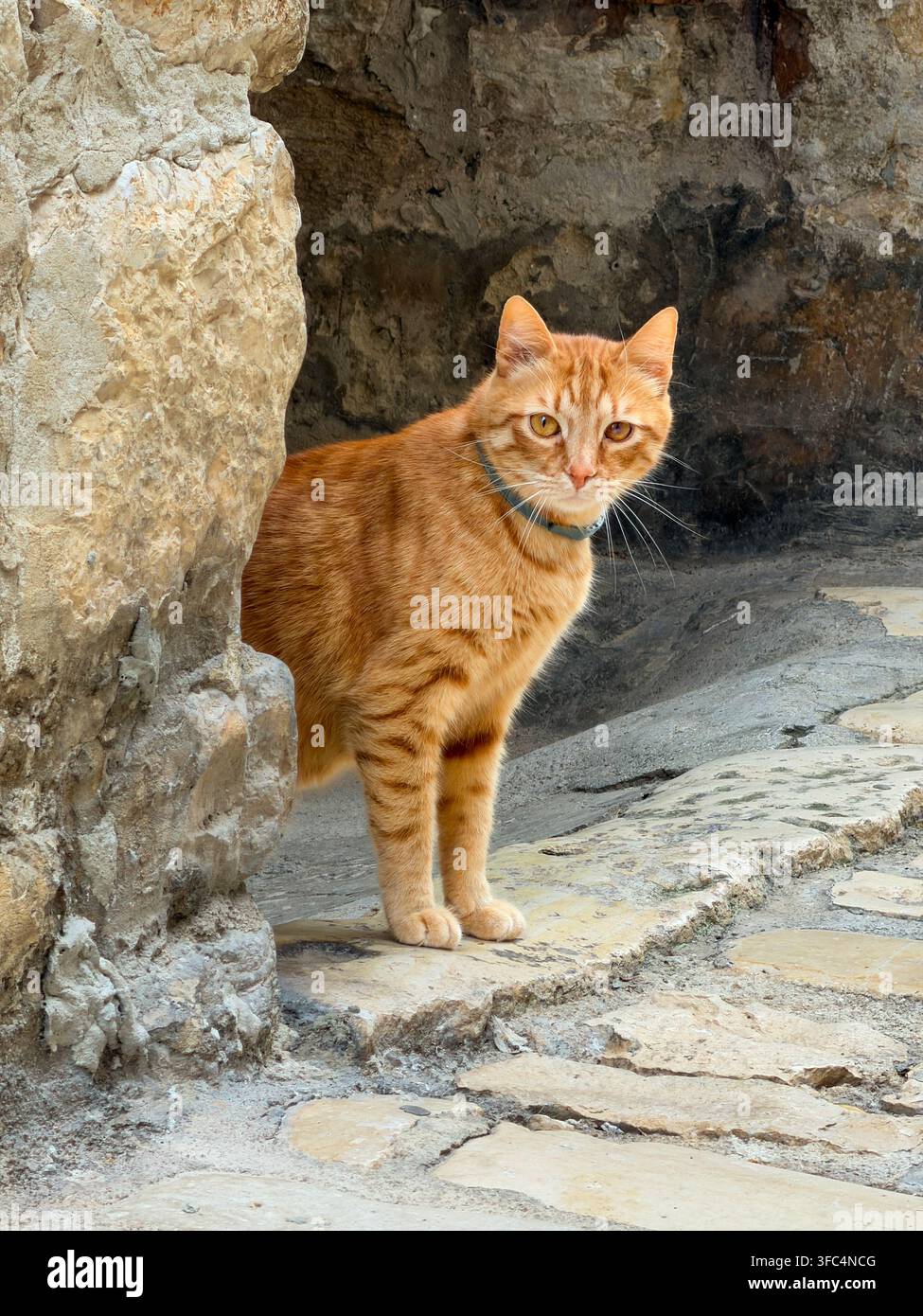 Eine rote getigerte Katze mit einem Halsband steht aufmerksam auf einer Kopfsteinpflasterstraße neben einer Steinmauer. Stockfoto
