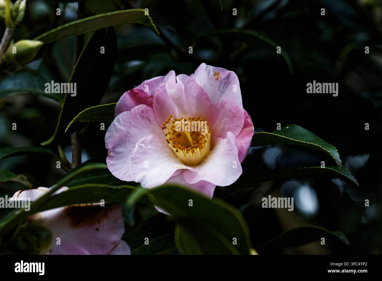 Camellia 'Elizabeth de Rothschild': Immergrüner Strauch, geschätzt für üppiges, sattgrünes Laub und mittelgroße, halbgefüllte, rosafarbene Blüten. Stockfoto