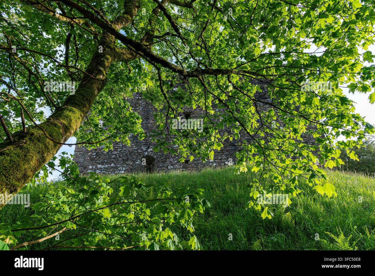 Baum versteckt von Lydford Castle und Saxon Town, Devon UK Stockfoto