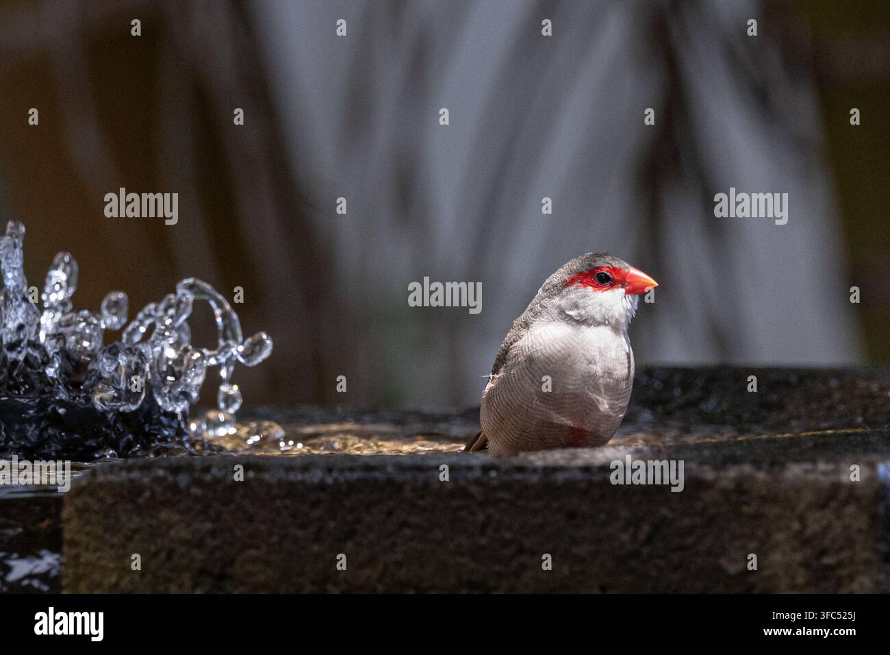 Gemeiner Wachsbart trinkt an einem Gartenbrunnen Stockfoto