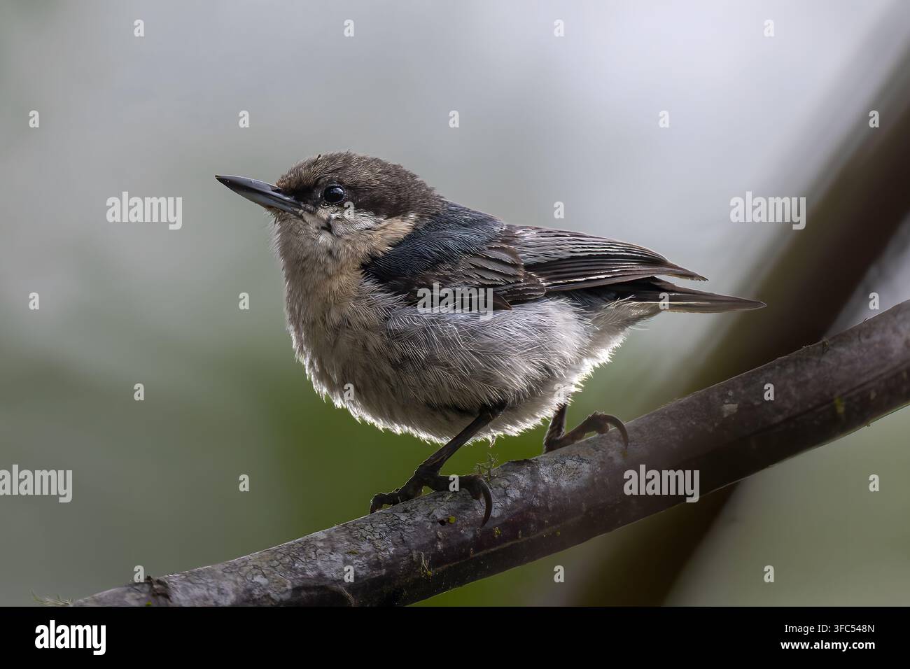 Zwergmeise (Sitta pygmaea) am Point Reyes National Seashore, CA Stockfoto