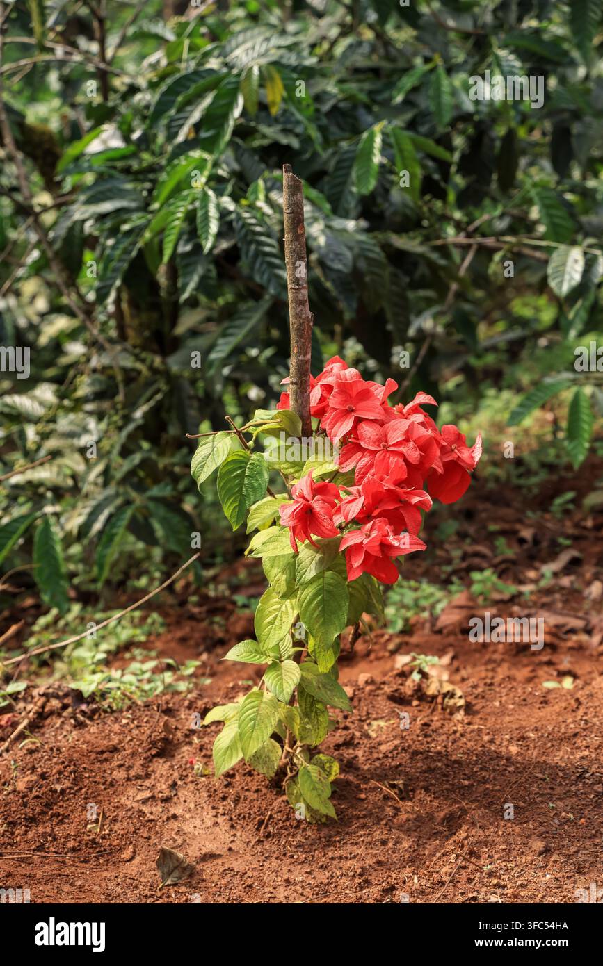 Mussaenda erythrophylla rote Flaggenstrauchpflanze, die in einem Garten mit grünen Blättern wächst Stockfoto